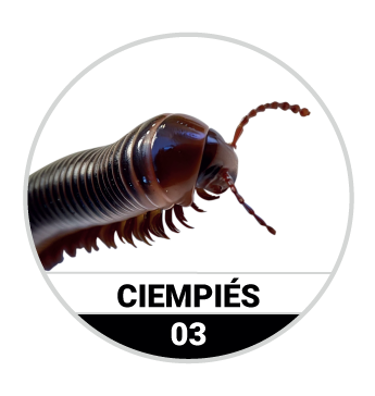 Animalitos del Oriente - Mascotas resultado del sorteo