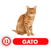 GATO