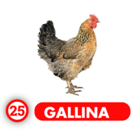 GALLINA