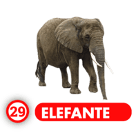 ELEFANTE