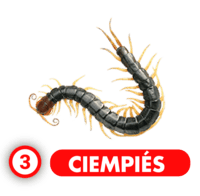 Chance Con Animalitos A resultado del sorteo