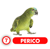 PERICO