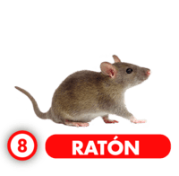 RATÓN