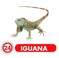 IGUANA