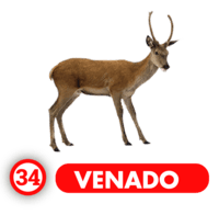 Chance Con Animalitos B resultado del sorteo
