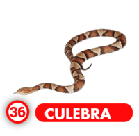 Chance Con Animalitos B resultado del sorteo