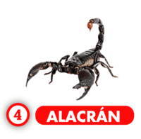 Chance Con Animalitos B resultado del sorteo