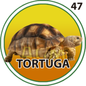 47 TORTUGA