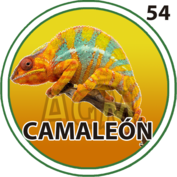 54 CAMALEÓN