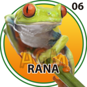 6 RANA
