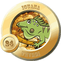 24 - IGUANA