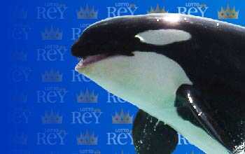 Lottorey resultado del sorteo