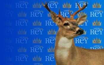 Lottorey resultado del sorteo