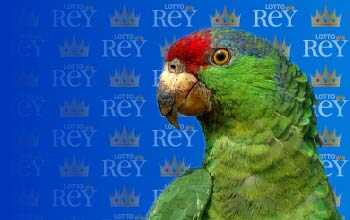 Lottorey resultado del sorteo