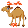 22 - CAMELLO